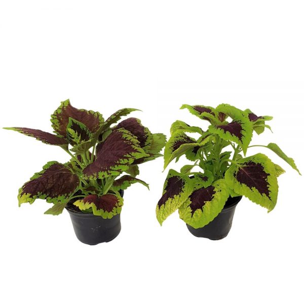 Coleus-Urzicuta