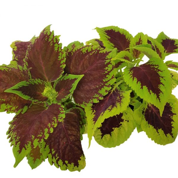 Coleus-Urzicuta