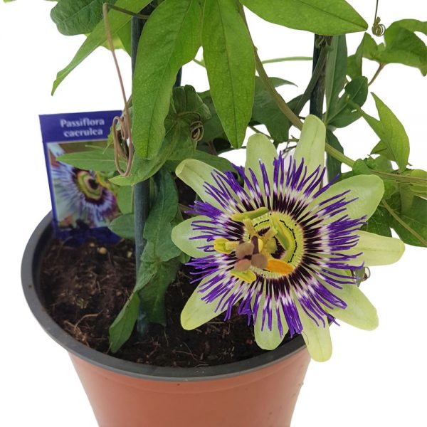 Passiflora Garden - Floarea pasiunii - imagine 2