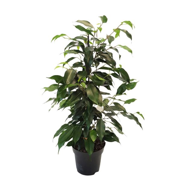 Ficus Benjamin mixt
