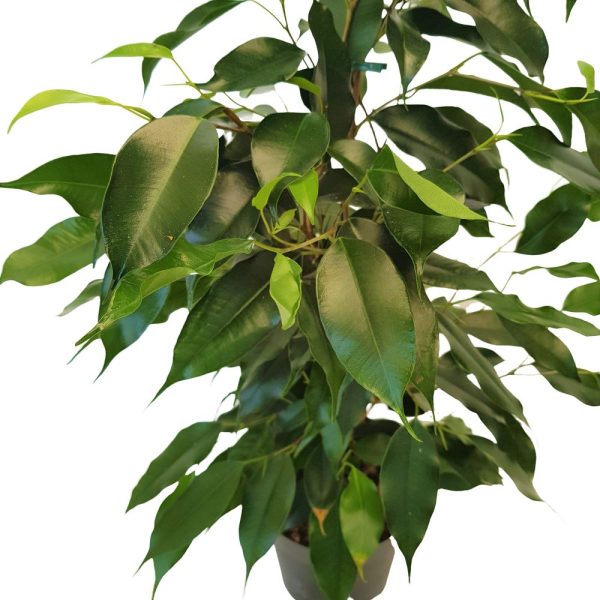 Ficus Benjamin mixt - imagine 2