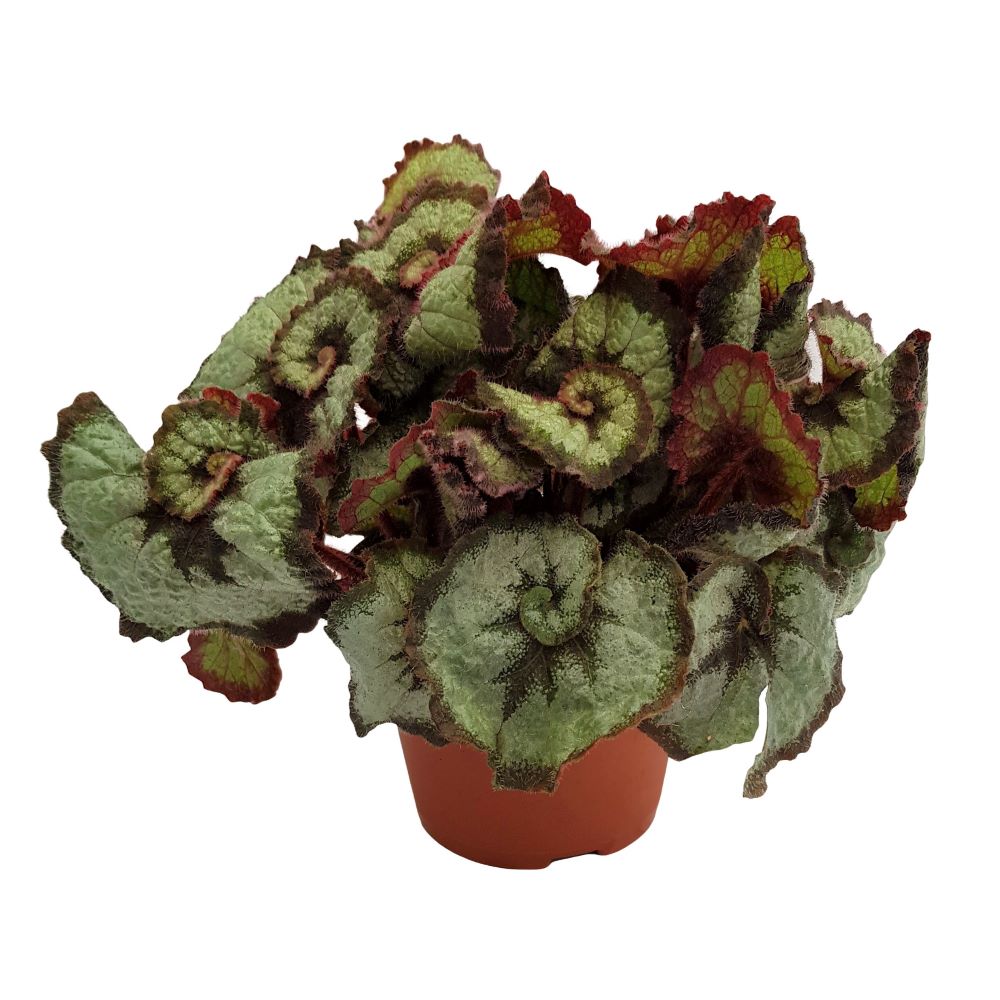 Begonia rex Begonia rex