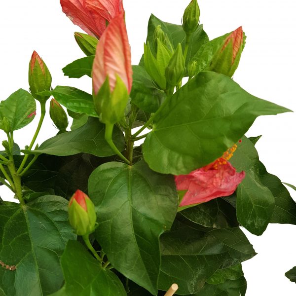 Hibiscus extra - Trandafirul Chinezesc - imagine 3