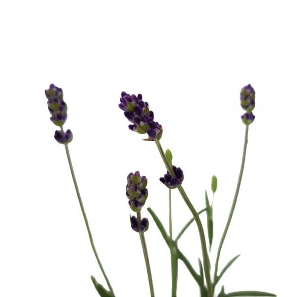 Lavanda Lavandula