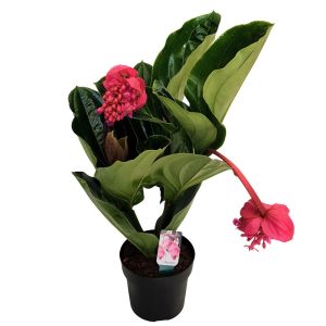 Medinilla magnifica