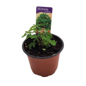 Mimosa Pudica