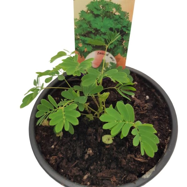 Mimosa Pudica