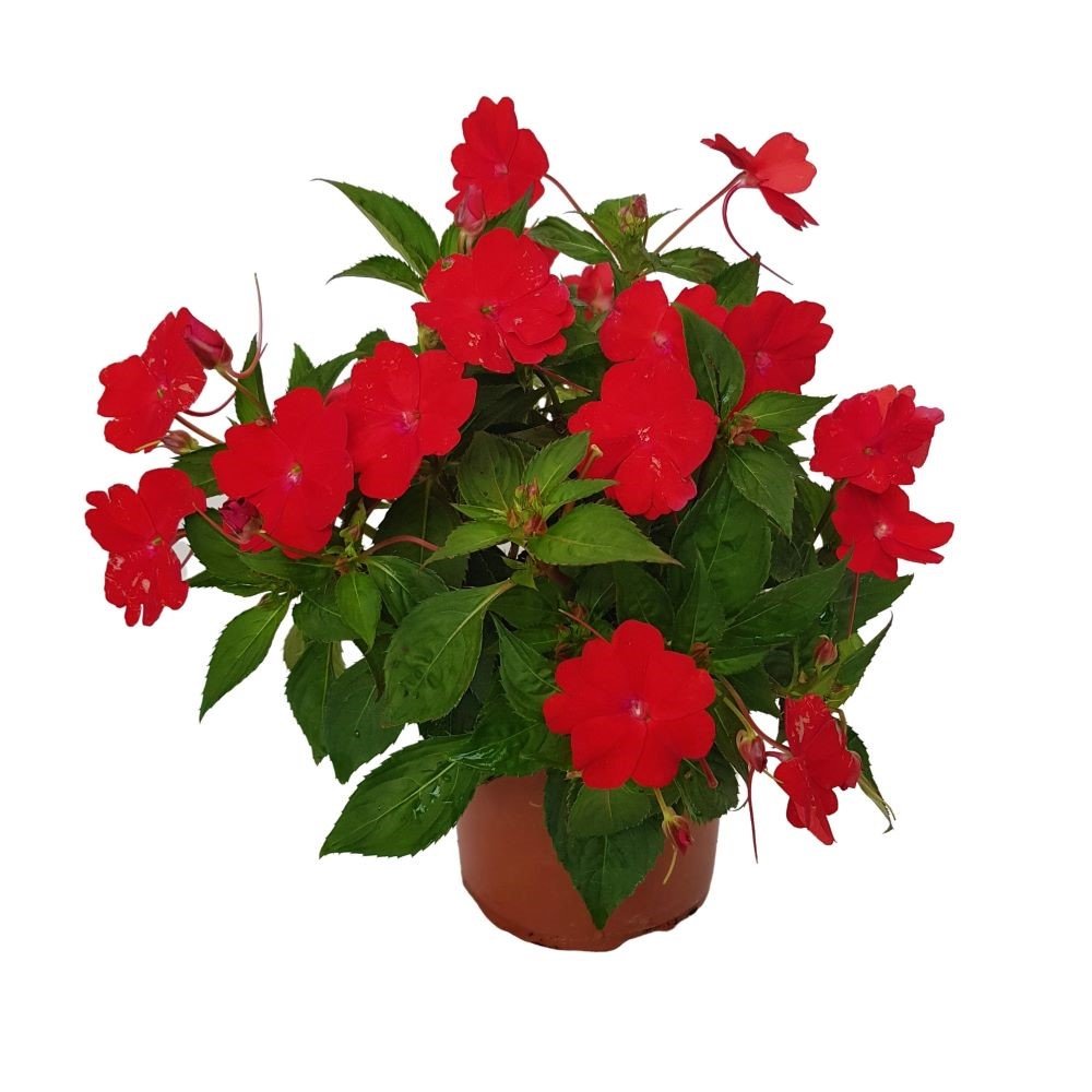 Impatiens Noua Guinee Grecia Impatiens Noua Guinee Grecia