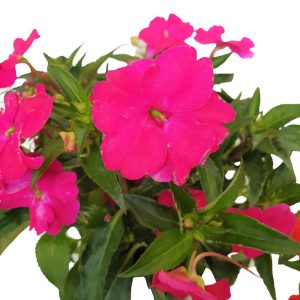 Impatiens Noua Guinee Grecia - imagine 2