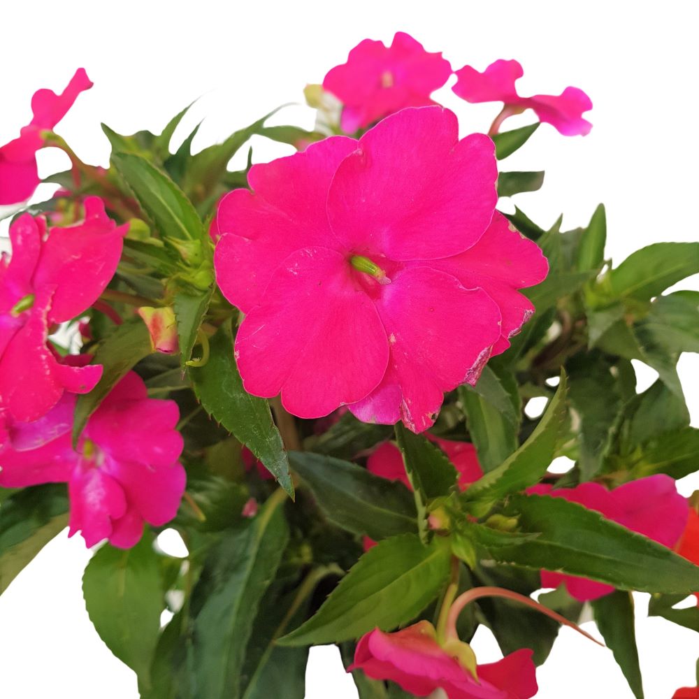 Impatiens Noua Guinee Grecia Impatiens Noua Guinee Grecia - imagine 2