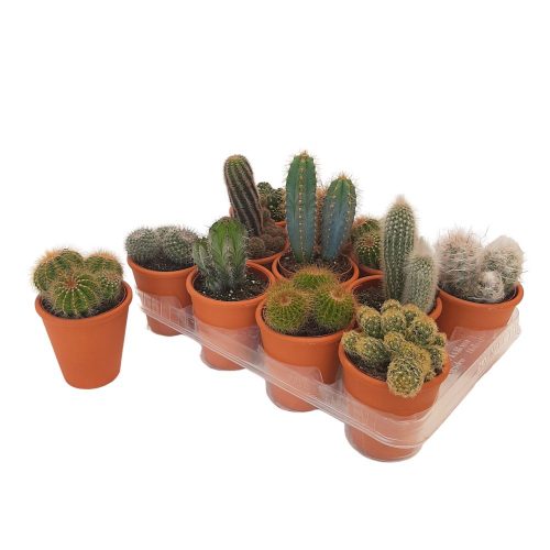 Cactus in ghiveci de lut