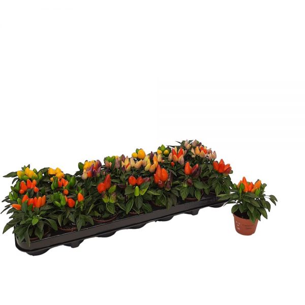 Capsicum - Ardei