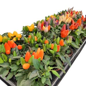 Capsicum - Ardei