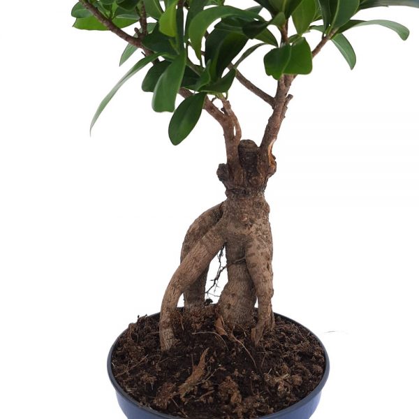 Bonsai ficus - Ginseng