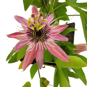Passiflora cerulea - Floarea pasiunii - imagine 4