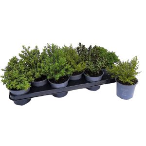 Hebe standard