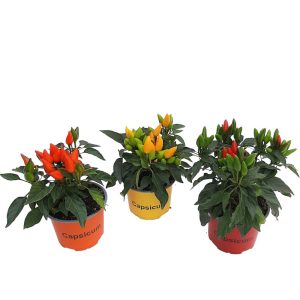 Capsicum standard - Ardei decorativ