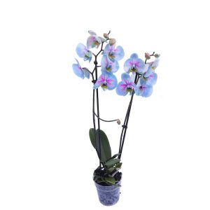 Orhidee Phalaenopsis Colorata