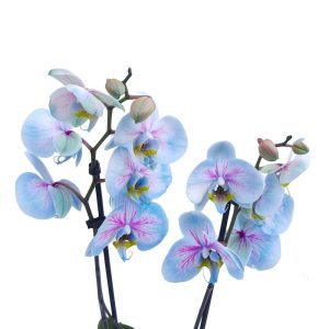 Orhidee Phalaenopsis Colorata