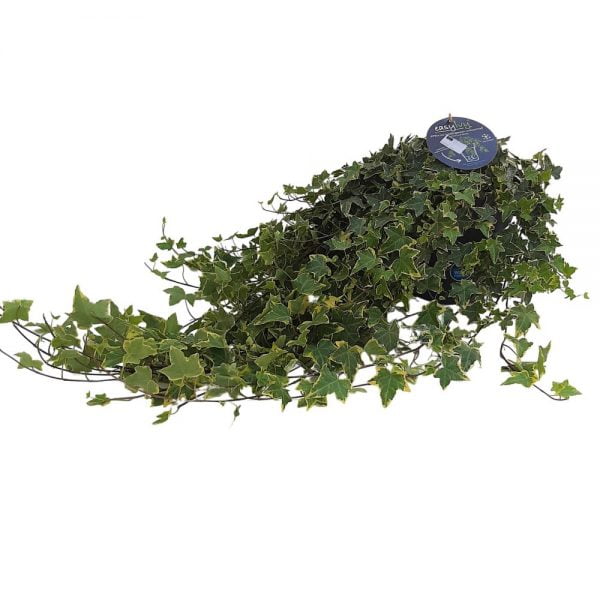 Hedera Hibernica extra