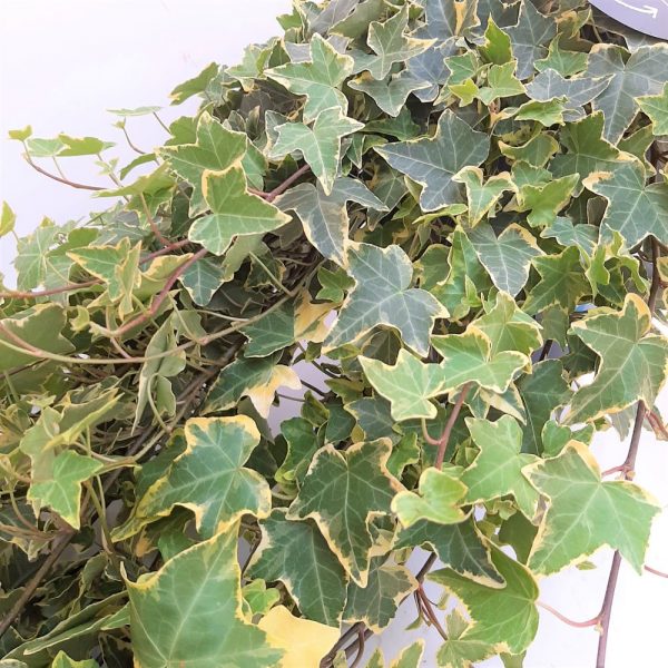 Hedera Hibernica extra