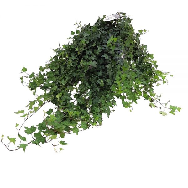Hedera Hibernica extra