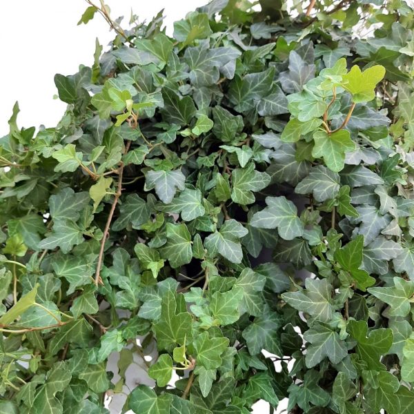 Hedera Hibernica extra