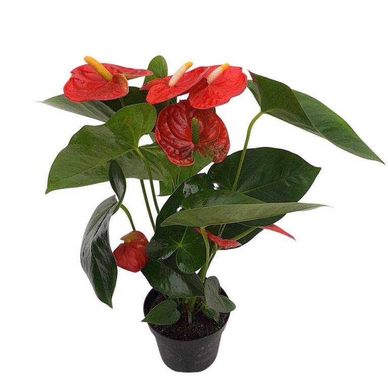 Anthurium mediu