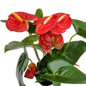 Anthurium mediu