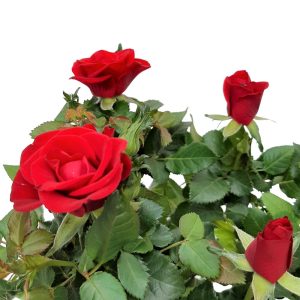 Trandafiri - rosa amorosa