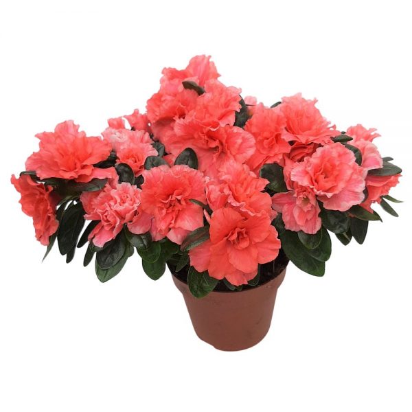 Rhododendron Azalee standard