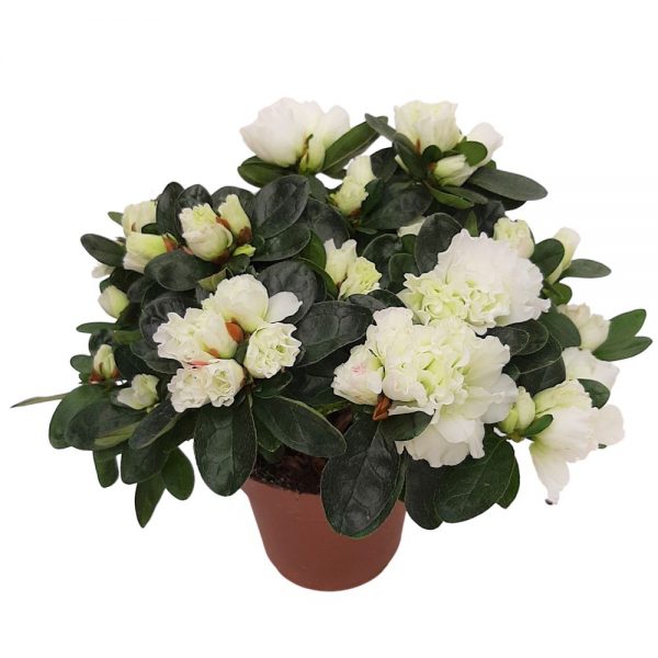 Rhododendron Azalee standard