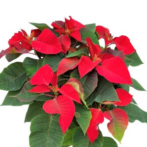 Craciunita - Euphorbia Steaua de Crăciun