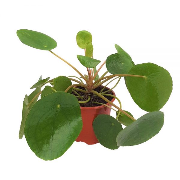 Pilea Peperomioides - Planta placinta