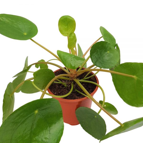 Pilea Peperomioides - Planta placinta