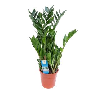 Zamioculcas D 17