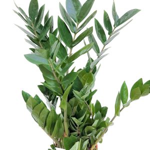 Zamioculcas Mediu