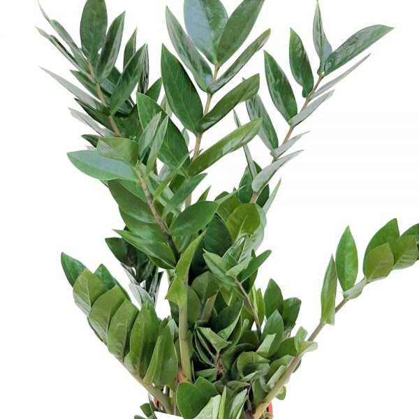 Zamioculcas Mediu
