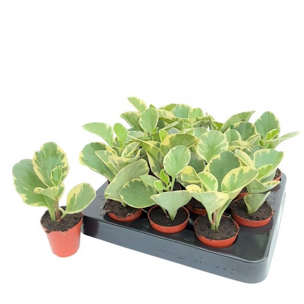 Peperomia Mini