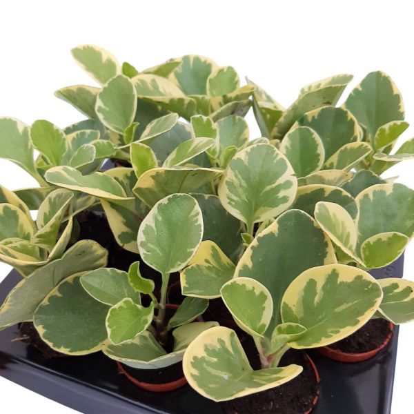 Peperomia Mini