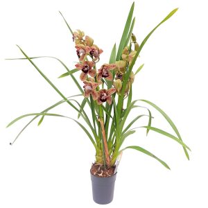 Orhidee Cymbidium