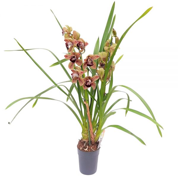 Orhidee Cymbidium