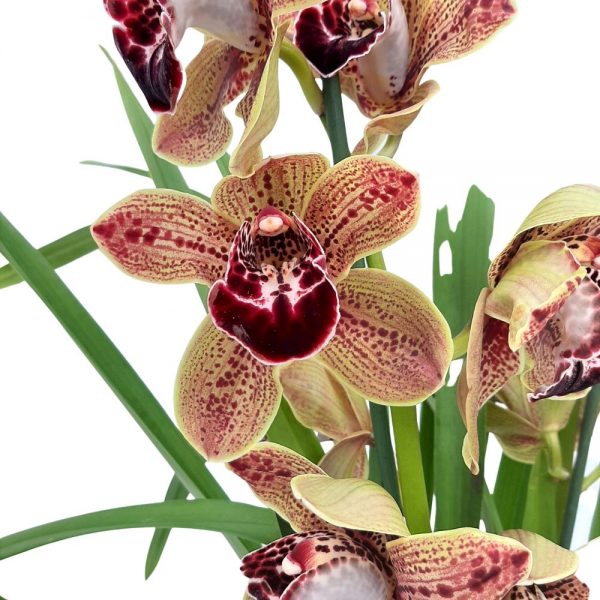 Orhidee Cymbidium