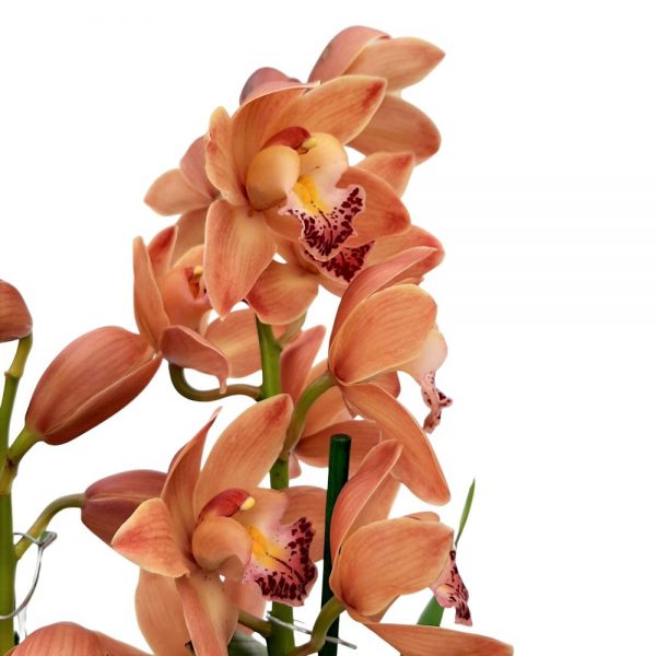 Orhidee Cymbidium