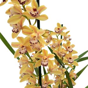 Orhidee Cymbidium