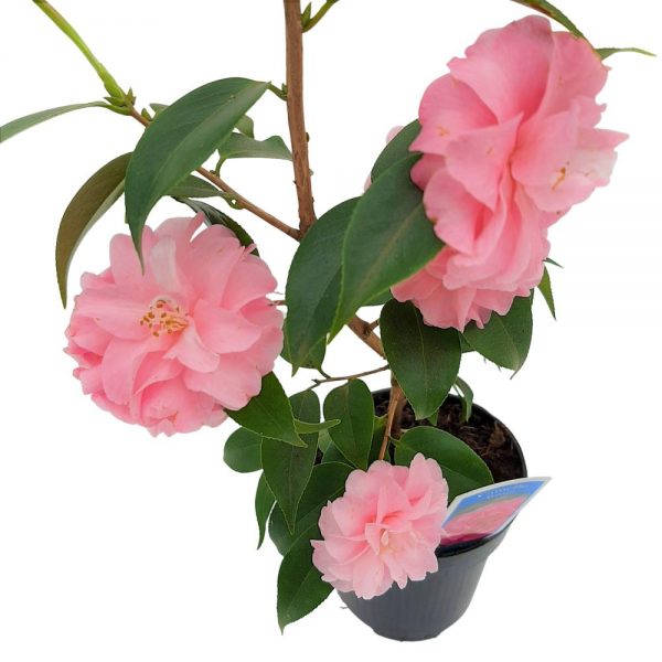 Camelia japonica mini