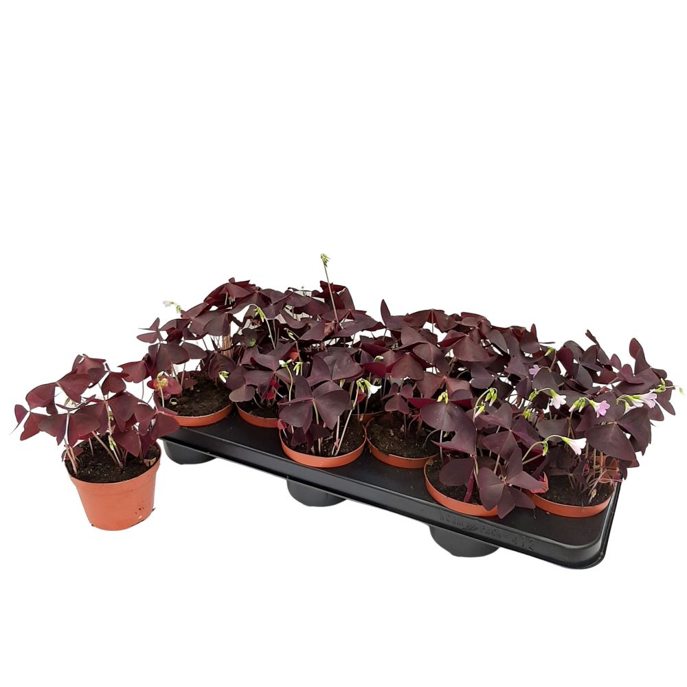 Oxalis - Trifoi Frunza Rosie