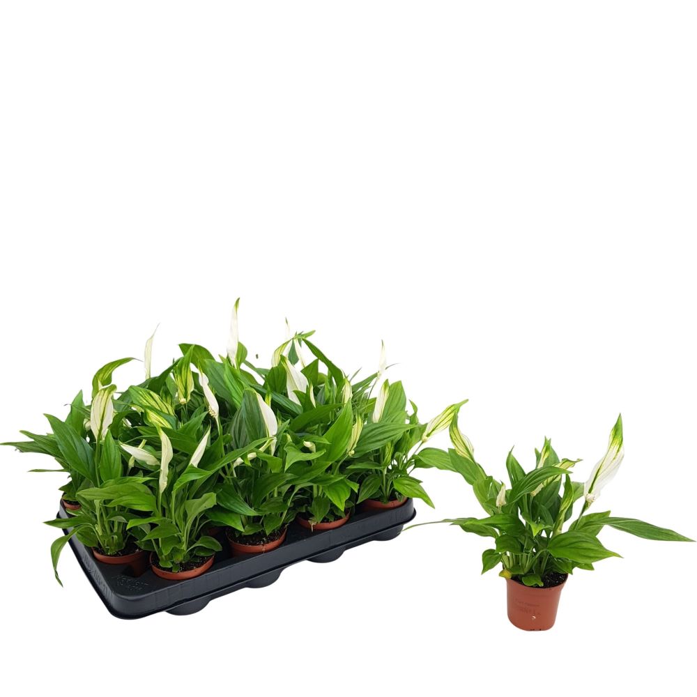 Spathiphyllum Chopin mini, Crinul Pacii, plantă de interior în ghiveci