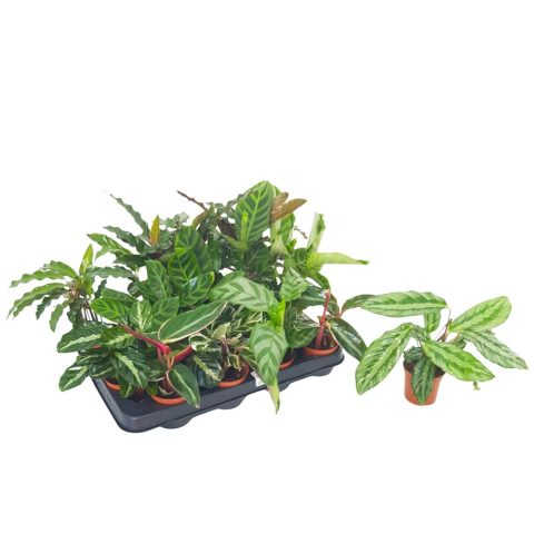 Calathea Mini