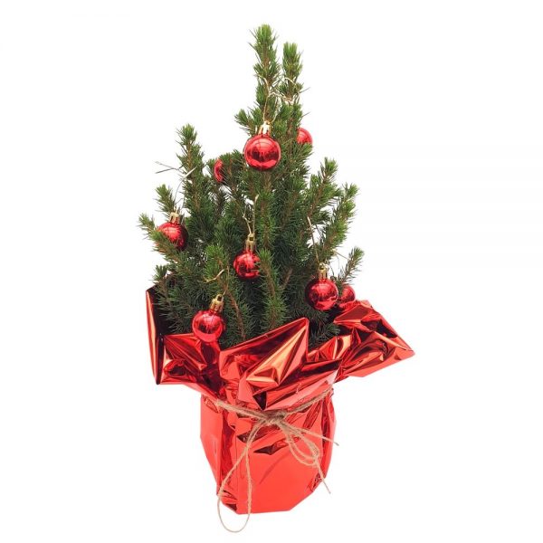 Decor Bradut Picea impodobit nr 1